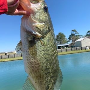 Meet your Posher, Grant